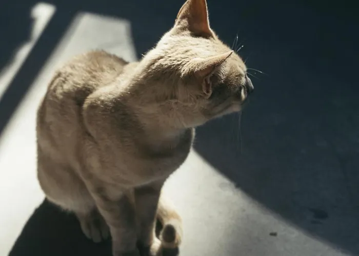 Primus Nefes Adult Only