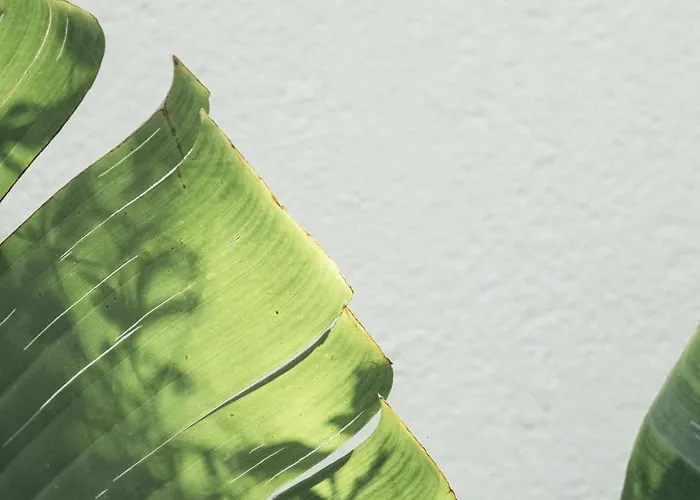 Primus Nefes Adult Only Hotell *